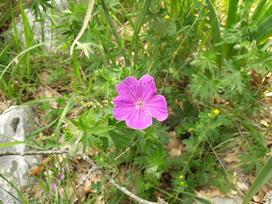 Geranium (?) garganico da ID - Geranium sanguineum